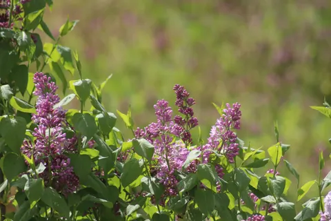 Wisteria 4K Wallpaper · flowers · 3840×2560