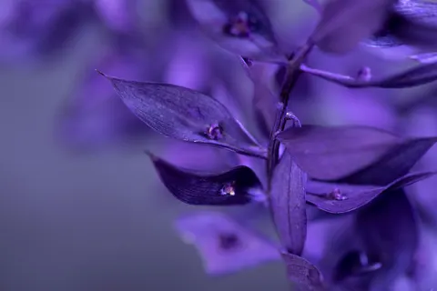 Wisteria 4K Wallpaper · flowers · 3840×2560