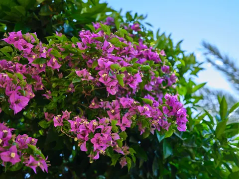 Wisteria 4K Wallpaper · flowers · 3840×2880