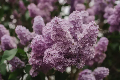 Wisteria 4K Wallpaper · flowers · 3840×2563