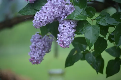 Wisteria 4K Wallpaper · flowers · 3840×2553