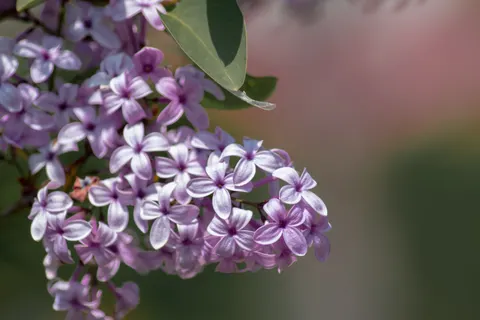 Wisteria 4K Wallpaper · flowers · 3840×2560