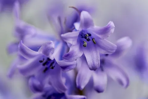 Wisteria 4K Wallpaper · flowers · 3840×2560