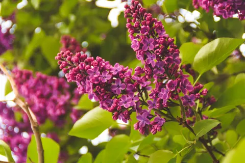 Wisteria 4K Wallpaper · flowers · 3840×2560
