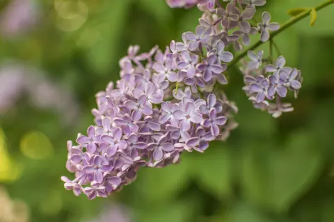 Wisteria 4K Wallpaper · flowers · 3840×2560