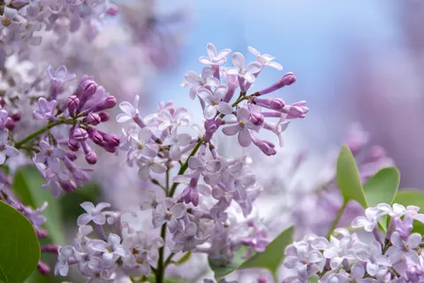 Wisteria 4K Wallpaper · flowers · 3840×2560