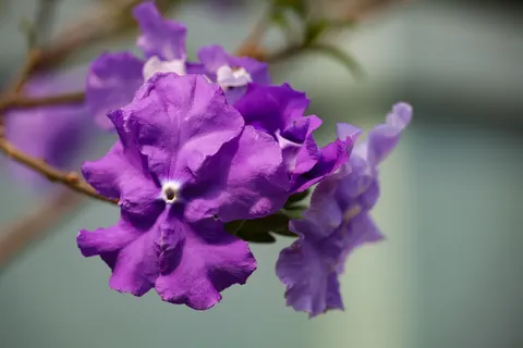 Wisteria 4K Wallpaper · flowers · 3840×2561