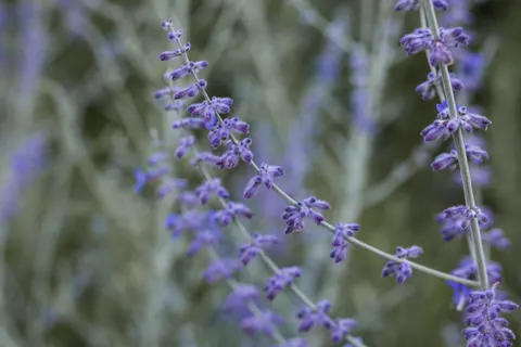 Wisteria 4K Wallpaper · flowers · 3840×2560