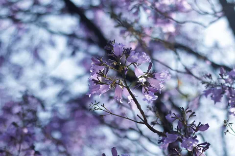 Wisteria 4K Wallpaper · flowers · 3840×2560