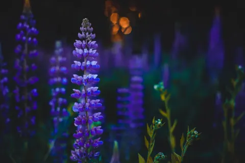 Wisteria 4K Wallpaper · flowers · 3840×2560