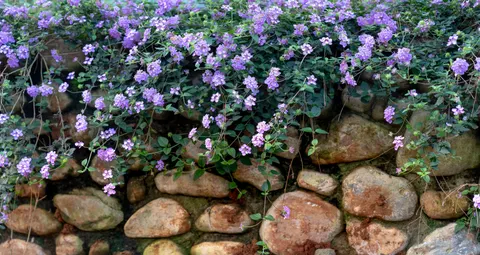 Wisteria 4K Wallpaper · flowers · 3840×2046
