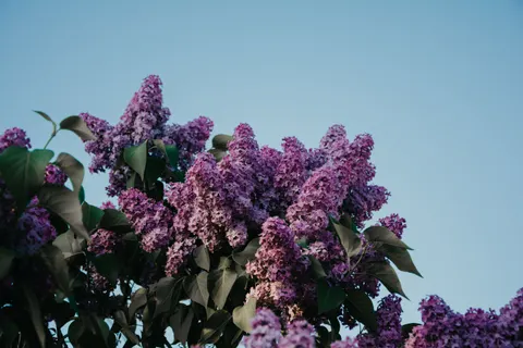 Wisteria 4K Wallpaper · flowers · 3840×2560