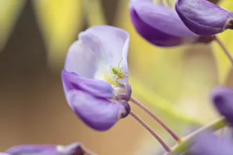 Wisteria 4K Wallpaper · flowers · 3840×2565