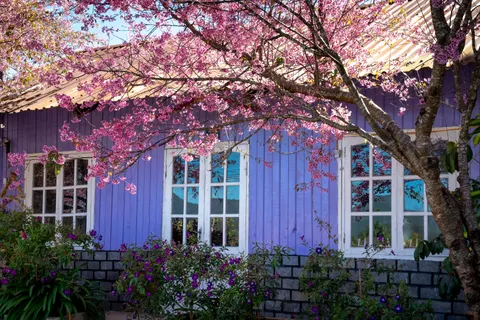 Wisteria 4K Wallpaper · flowers · 3840×2561