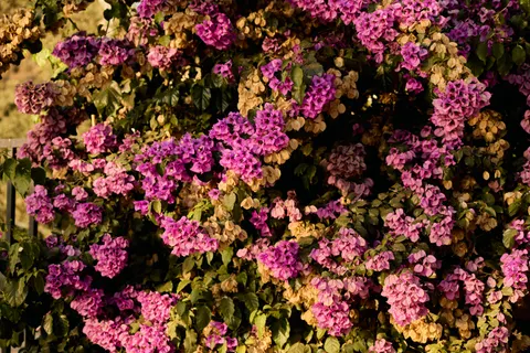 Wisteria 4K Wallpaper · flowers · 3840×2560