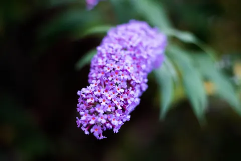 Wisteria 4K Wallpaper · flowers · 3840×2560