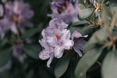 Wisteria 4K Wallpaper · flowers · 3840×2560