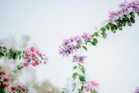 Wisteria 4K Wallpaper · flowers · 3840×2560