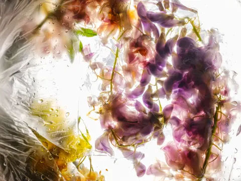 Wisteria 4K Wallpaper · flowers · 3840×2880