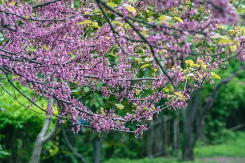 Wisteria 4K Wallpaper · flowers · 3840×2560