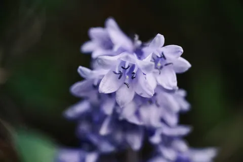 Wisteria 4K Wallpaper · flowers · 3840×2560