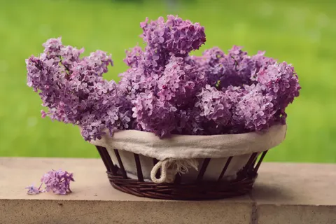 Wisteria 4K Wallpaper · flowers · 3840×2560