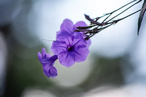 Wisteria 4K Wallpaper · flowers · 3840×2560