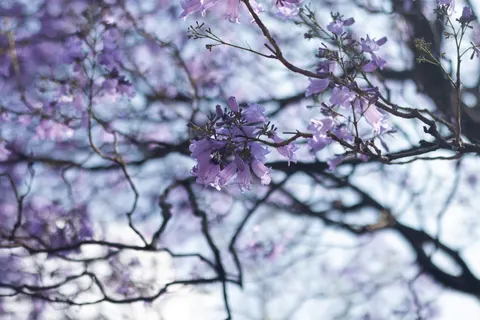 Wisteria 4K Wallpaper · flowers · 3840×2560