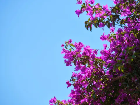 Wisteria 4K Wallpaper · flowers · 3840×2880