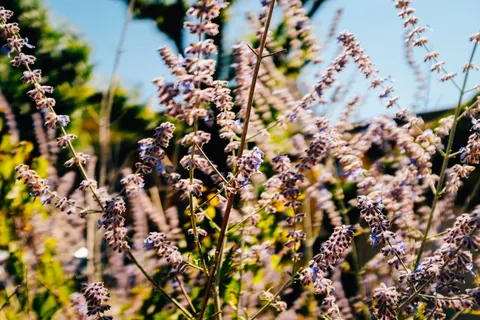 Wisteria 4K Wallpaper · flowers · 3840×2560