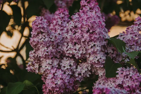 Wisteria 4K Wallpaper · flowers · 3840×2560