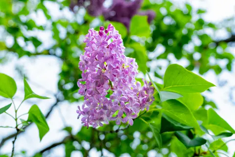 Wisteria 4K Wallpaper · flowers · 3840×2560