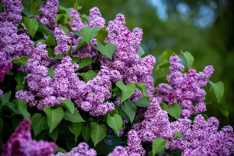 Wisteria 4K Wallpaper · flowers · 3840×2563