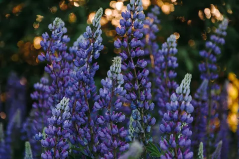 Sfondo Glicine 4K · flowers · 3840×2560