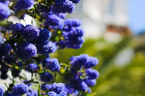 Wisteria 4K Wallpaper · flowers · 3840×2560