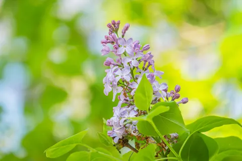 Wisteria 4K Wallpaper · flowers · 3840×2560