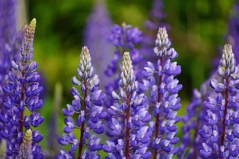 Wisteria 4K Wallpaper · flowers · 3840×2560