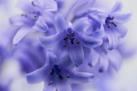 والپیپر گل ویستریا با کیفیت 4K · flowers · 3840×2549