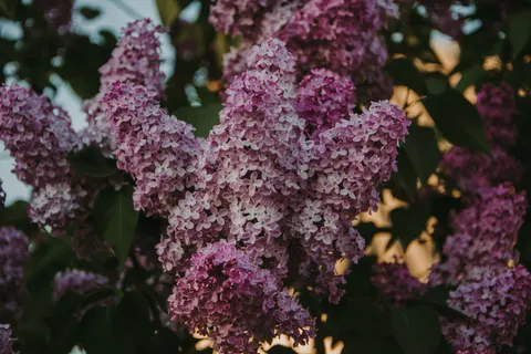 Wisteria 4K Wallpaper · flowers · 3840×2560