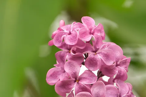 Wisteria 4K Wallpaper · flowers · 3840×2560