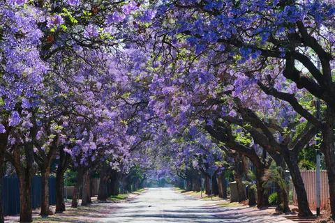 Wisteria 4K Wallpaper · flowers · 3840×2560