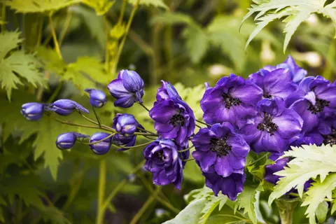 Wisteria 4K Wallpaper · flowers · 3840×2560