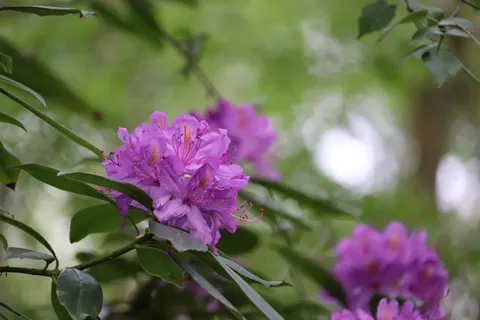 Wisteria 4K Wallpaper · flowers · 3840×2560