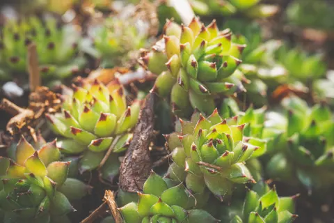 Succulents 4K Wallpaper · flowers · 3840×2560