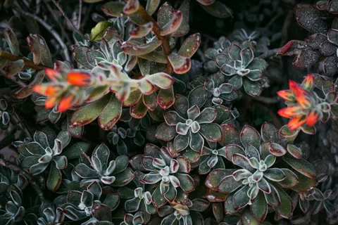 Succulents 4K Wallpaper · flowers · 3840×2560