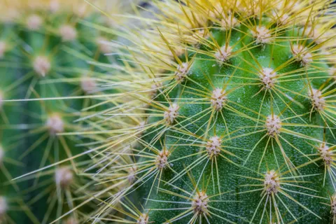 Succulents 4K Wallpaper · flowers · 3840×2560