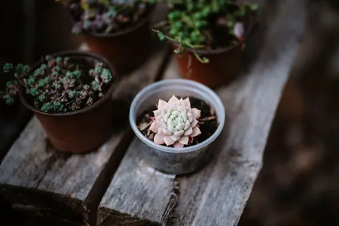 Succulents 4K Wallpaper · flowers · 3840×2560