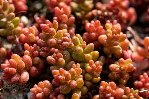 Succulents 4K Wallpaper · flowers · 3840×2557
