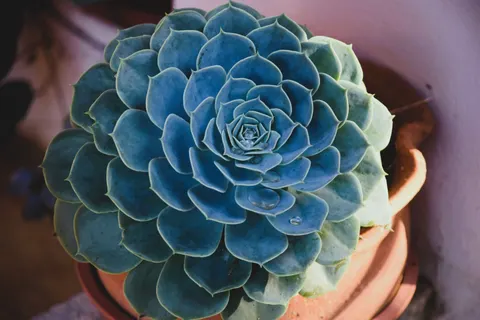 Succulents 4K Wallpaper · flowers · 3840×2560