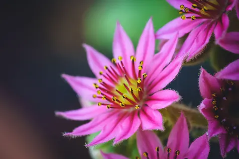 Succulents 4K Wallpaper · flowers · 3840×2560
